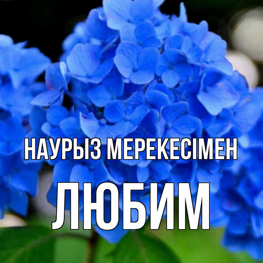 Күн сайын ашық хат с именем, Любим Наурыз мерекесімен синие цветы Онлайн тегін жүктеп алу тілектері бар керемет карта 