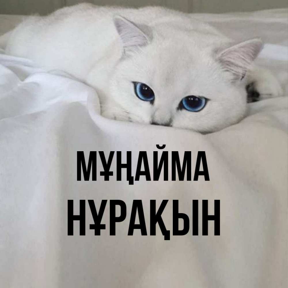 Күн сайын ашық хат с именем, НҰРАҚЫН Мұңайма Голубоглазая кошка Онлайн тегін жүктеп алу тілектері бар керемет карта 