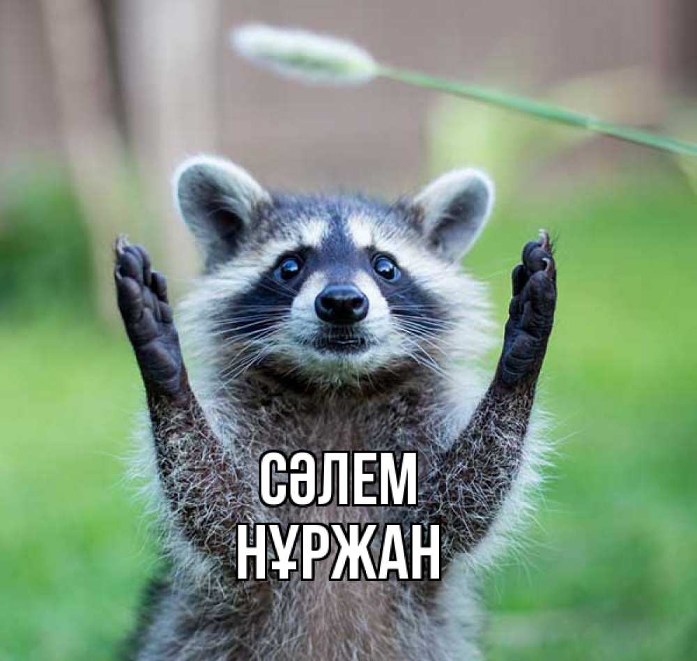 Күн сайын ашық хат с именем, НҰРЖАН Сәлем животные Онлайн тегін жүктеп алу тілектері бар керемет карта 