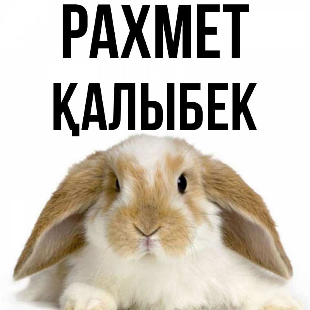 Күн сайын ашық хат с именем, Қалыбек рахмет коричнево белый заяц Онлайн тегін жүктеп алу тілектері бар керемет карта 