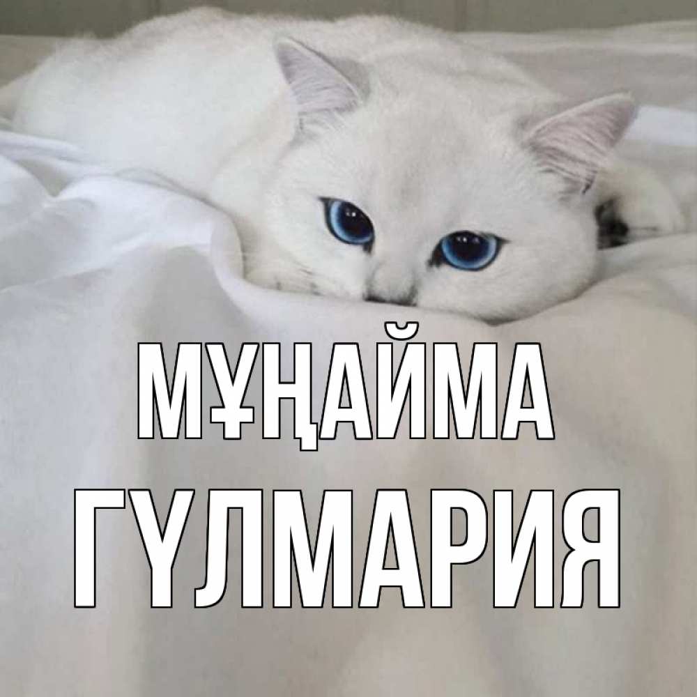 Күн сайын ашық хат с именем, ГҮЛМАРИЯ Мұңайма белый кот с голубыми глазами на белоснежной кровати Онлайн тегін жүктеп алу тілектері бар керемет карта 