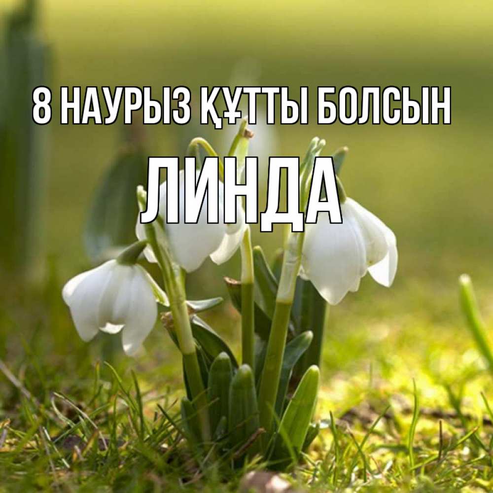 Күн сайын ашық хат с именем, Линда 8 наурыз құтты болсын ранние цветы 2 Онлайн тегін жүктеп алу тілектері бар керемет карта 