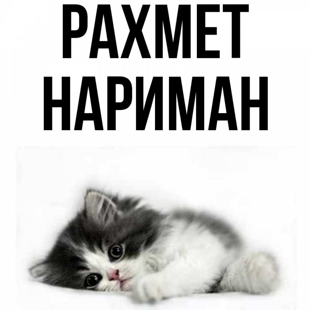 Күн сайын ашық хат с именем, НАРИМАН рахмет черный и белый кот Онлайн тегін жүктеп алу тілектері бар керемет карта 