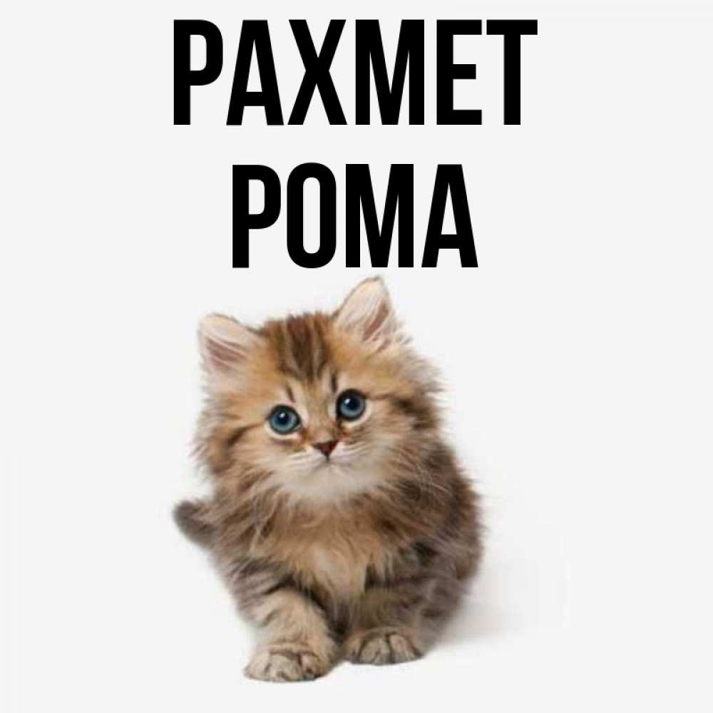 Күн сайын ашық хат с именем, Рома рахмет пушистый котик Онлайн тегін жүктеп алу тілектері бар керемет карта 