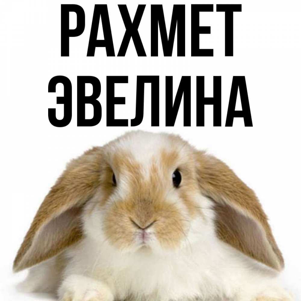 Күн сайын ашық хат с именем, Эвелина рахмет коричнево белый заяц Онлайн тегін жүктеп алу тілектері бар керемет карта 