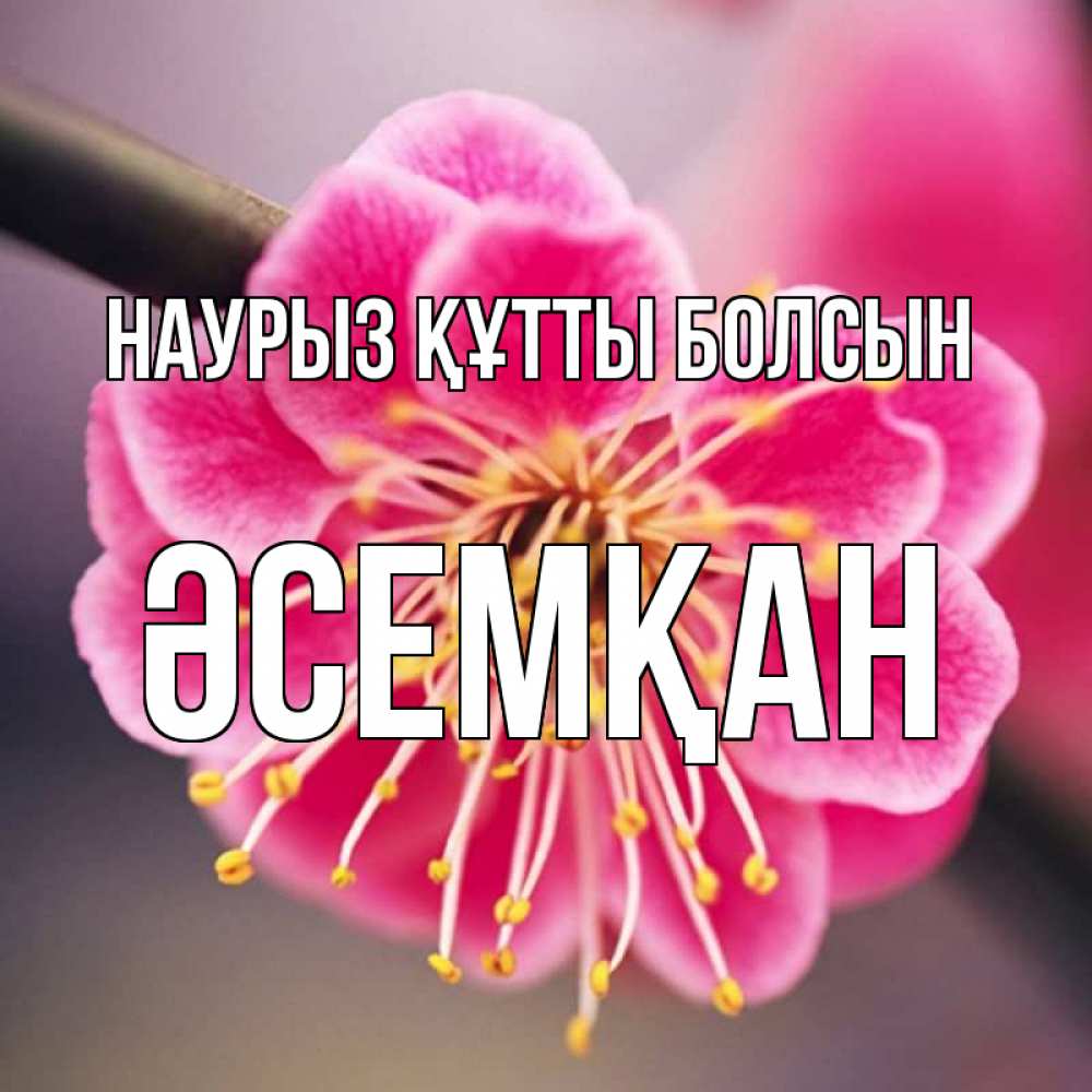 Күн сайын ашық хат с именем, ӘСЕМҚАН Наурыз құтты болсын цветы Онлайн тегін жүктеп алу тілектері бар керемет карта 