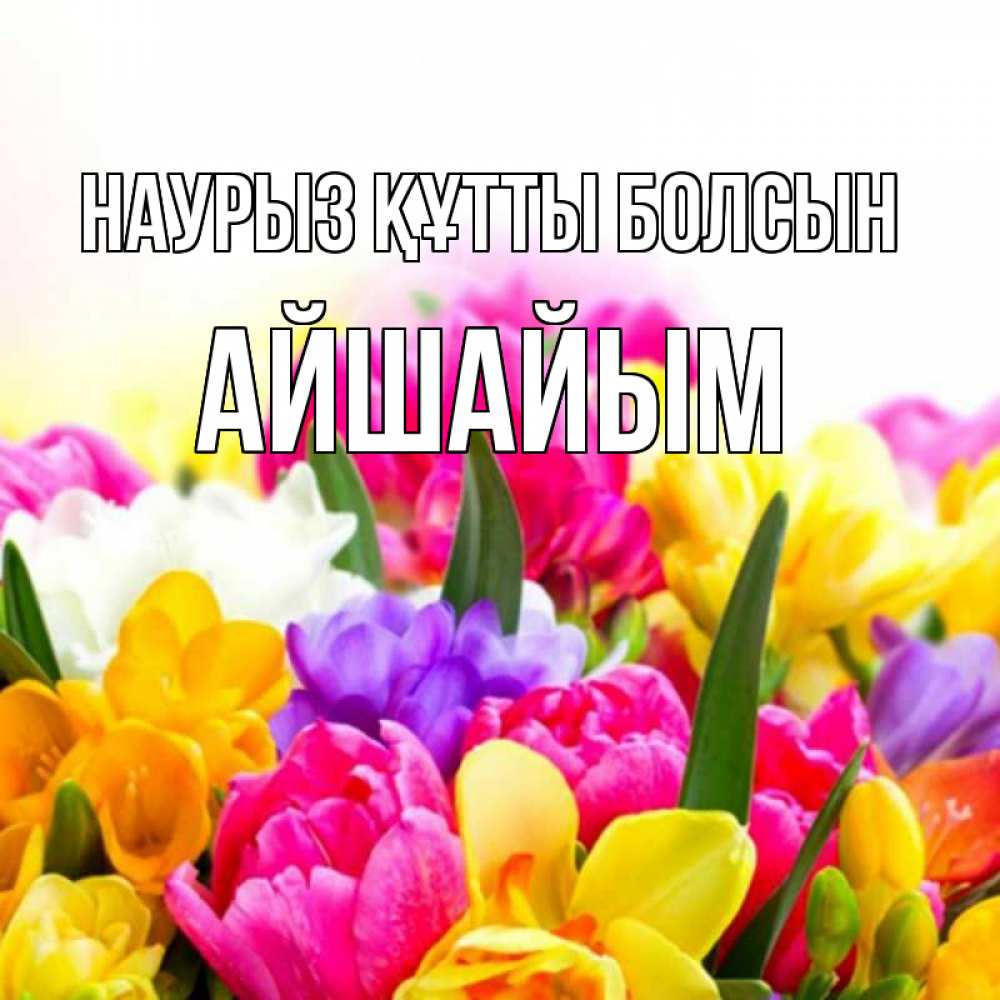 Күн сайын ашық хат с именем, АЙШАЙЫМ Наурыз құтты болсын тюльпаны Онлайн тегін жүктеп алу тілектері бар керемет карта 