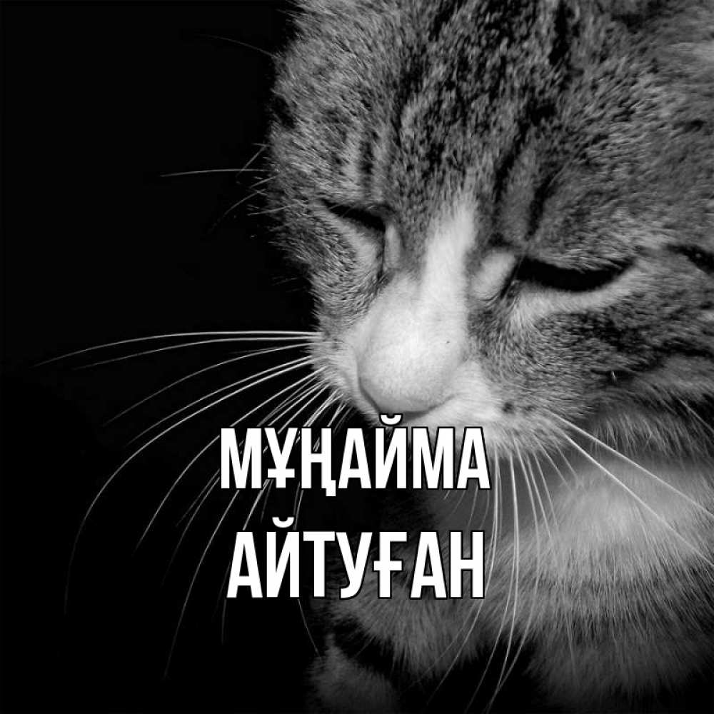 Күн сайын ашық хат с именем, Айтуған Мұңайма грустный котик Онлайн тегін жүктеп алу тілектері бар керемет карта 