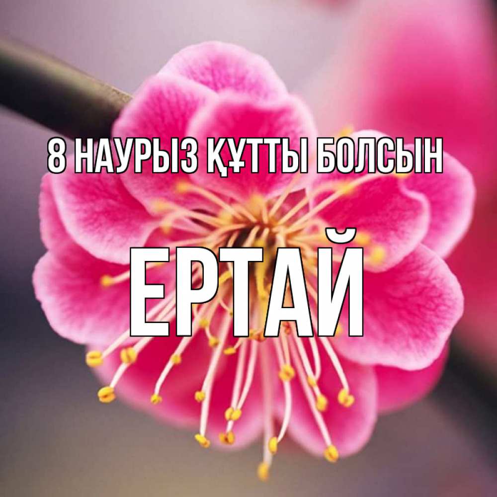 Күн сайын ашық хат с именем, Ертай 8 наурыз құтты болсын цветы Онлайн тегін жүктеп алу тілектері бар керемет карта 