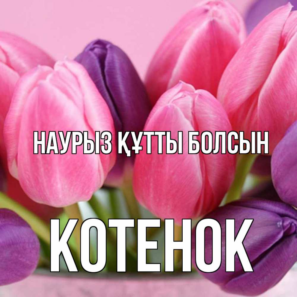 Күн сайын ашық хат с именем, Котенок Наурыз құтты болсын маме 1 Онлайн тегін жүктеп алу тілектері бар керемет карта 
