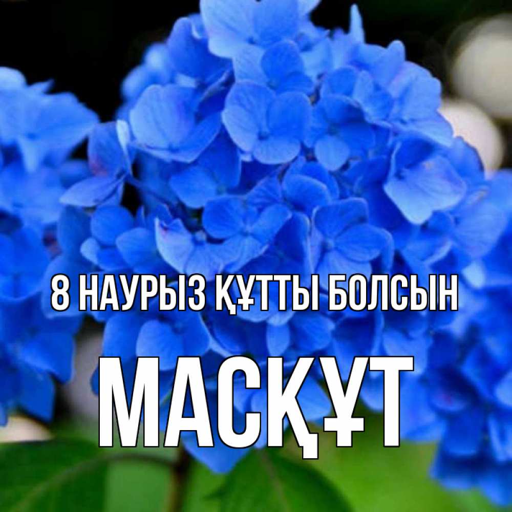 Күн сайын ашық хат с именем, МАСҚҰТ 8 наурыз құтты болсын синие цветы Онлайн тегін жүктеп алу тілектері бар керемет карта 