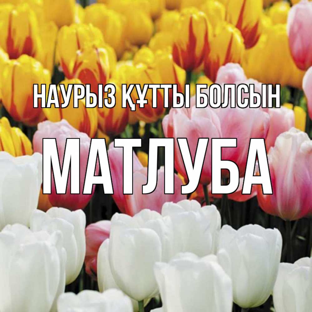 Күн сайын ашық хат с именем, МАТЛУБА Наурыз құтты болсын разноцветные цветы Онлайн тегін жүктеп алу тілектері бар керемет карта 