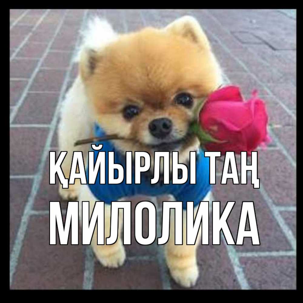 Күн сайын ашық хат с именем, Милолика Қайырлы таң роза в зубах Онлайн тегін жүктеп алу тілектері бар керемет карта 