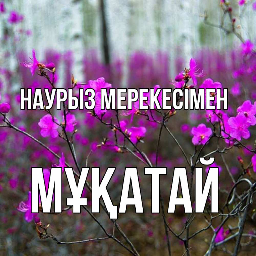 Күн сайын ашық хат с именем, Мұқатай Наурыз мерекесімен дикие цветы Онлайн тегін жүктеп алу тілектері бар керемет карта 
