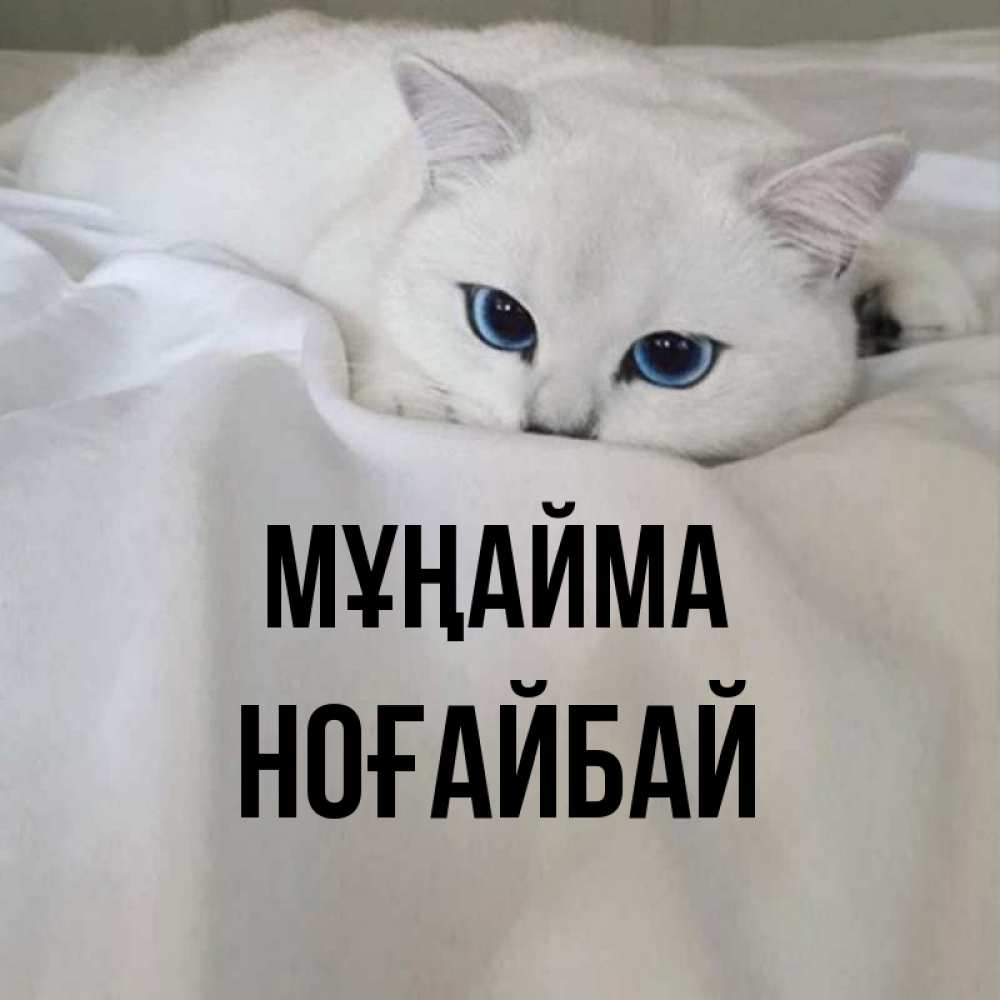 Күн сайын ашық хат с именем, НОҒАЙБАЙ Мұңайма Голубоглазая кошка Онлайн тегін жүктеп алу тілектері бар керемет карта 