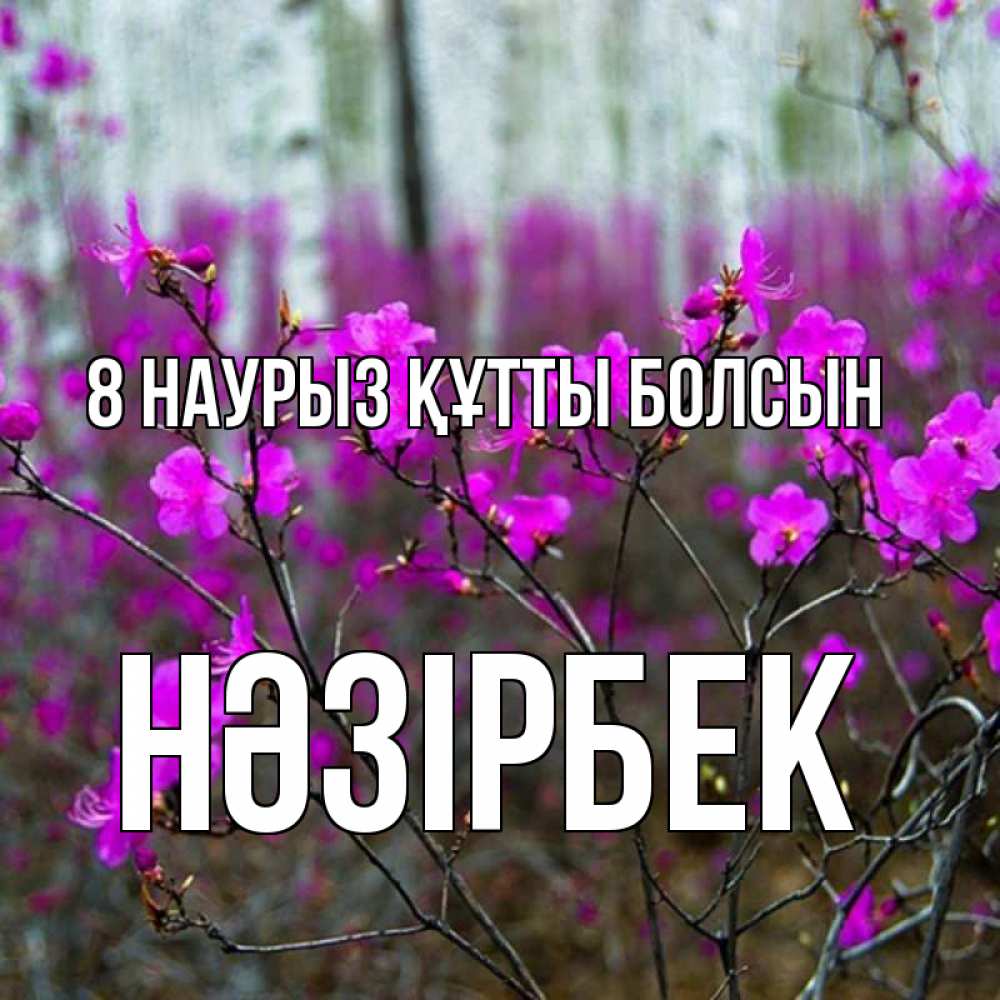 Күн сайын ашық хат с именем, НӘЗІРБЕК 8 наурыз құтты болсын дикие цветы Онлайн тегін жүктеп алу тілектері бар керемет карта 