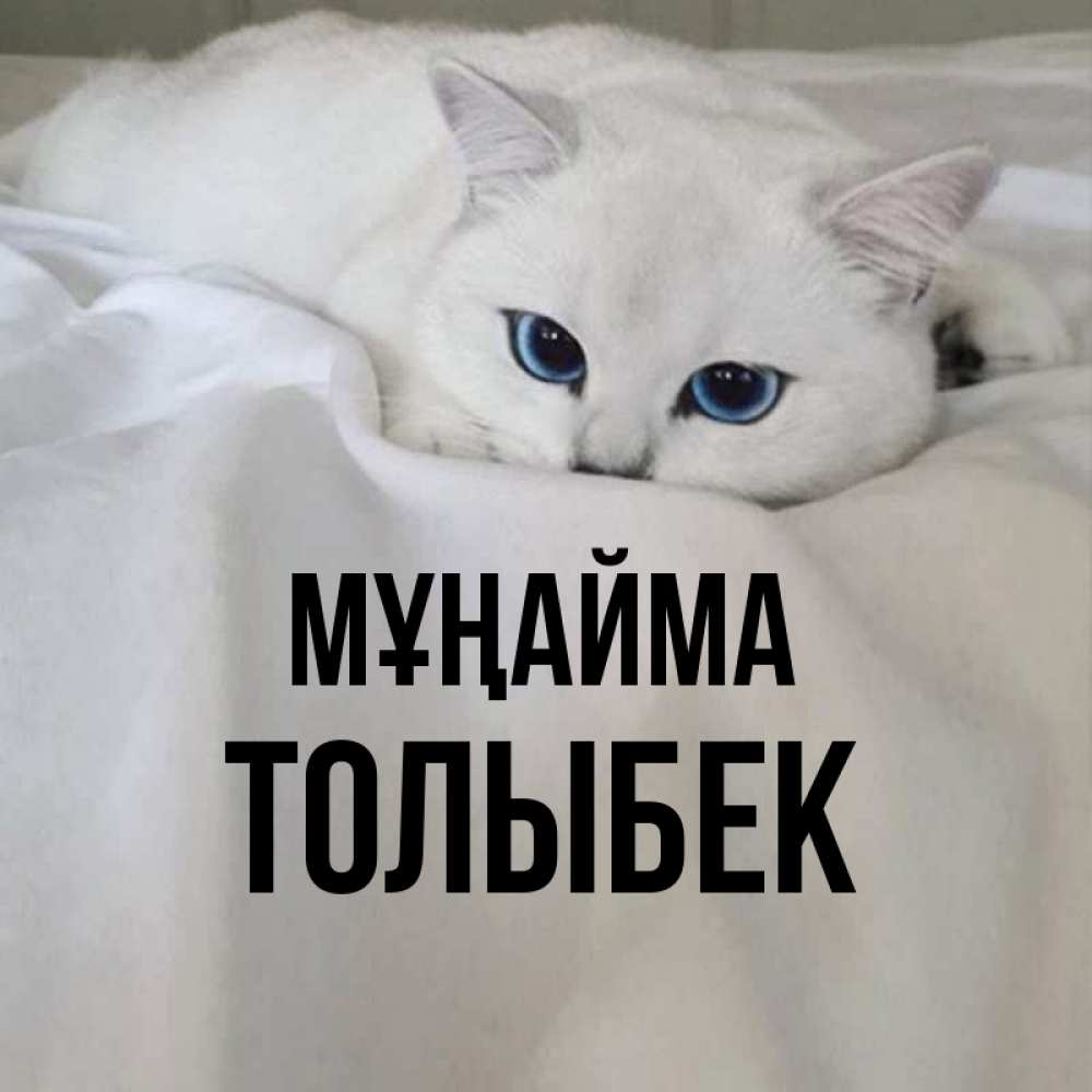 Күн сайын ашық хат с именем, ТОЛЫБЕК Мұңайма Голубоглазая кошка Онлайн тегін жүктеп алу тілектері бар керемет карта 