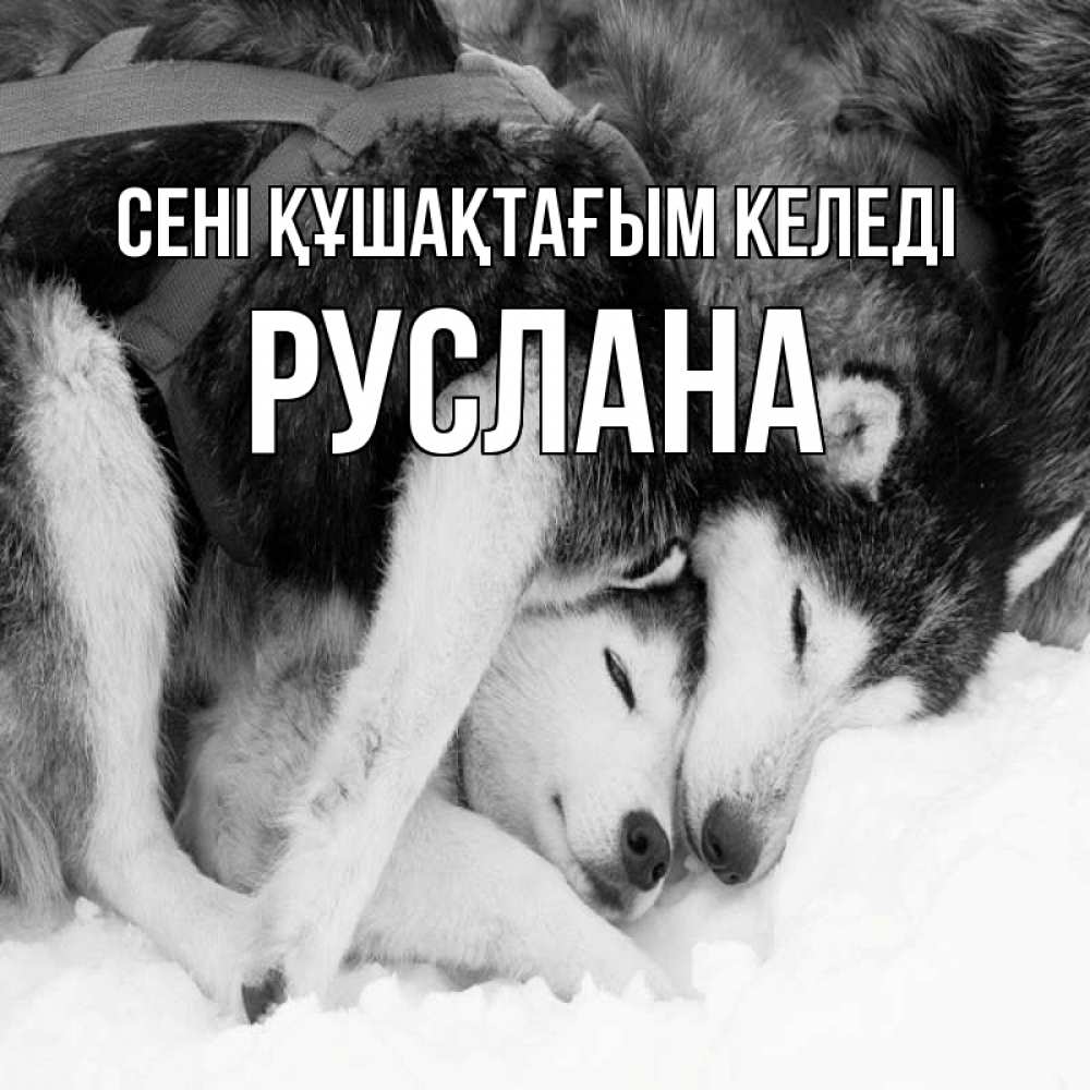 Күн сайын ашық хат с именем, РУСЛАНА сені құшақтағым келеді собачки в упряжке Онлайн тегін жүктеп алу тілектері бар керемет карта 