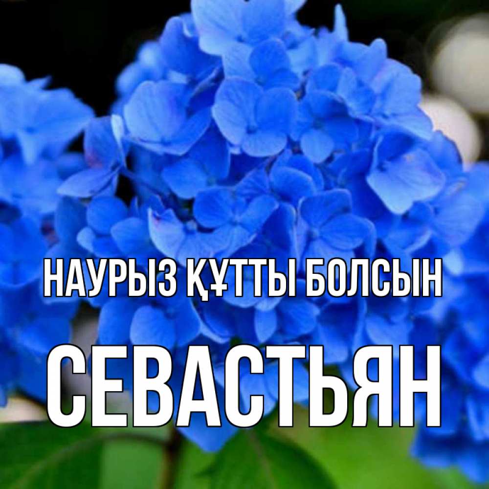 Күн сайын ашық хат с именем, Севастьян Наурыз құтты болсын синие цветы Онлайн тегін жүктеп алу тілектері бар керемет карта 