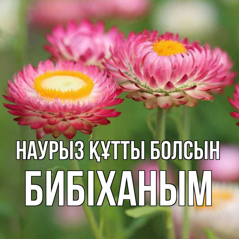 Күн сайын ашық хат с именем, БИБІХАНЫМ Наурыз құтты болсын подарок на международный женский день Онлайн тегін жүктеп алу тілектері бар керемет карта 