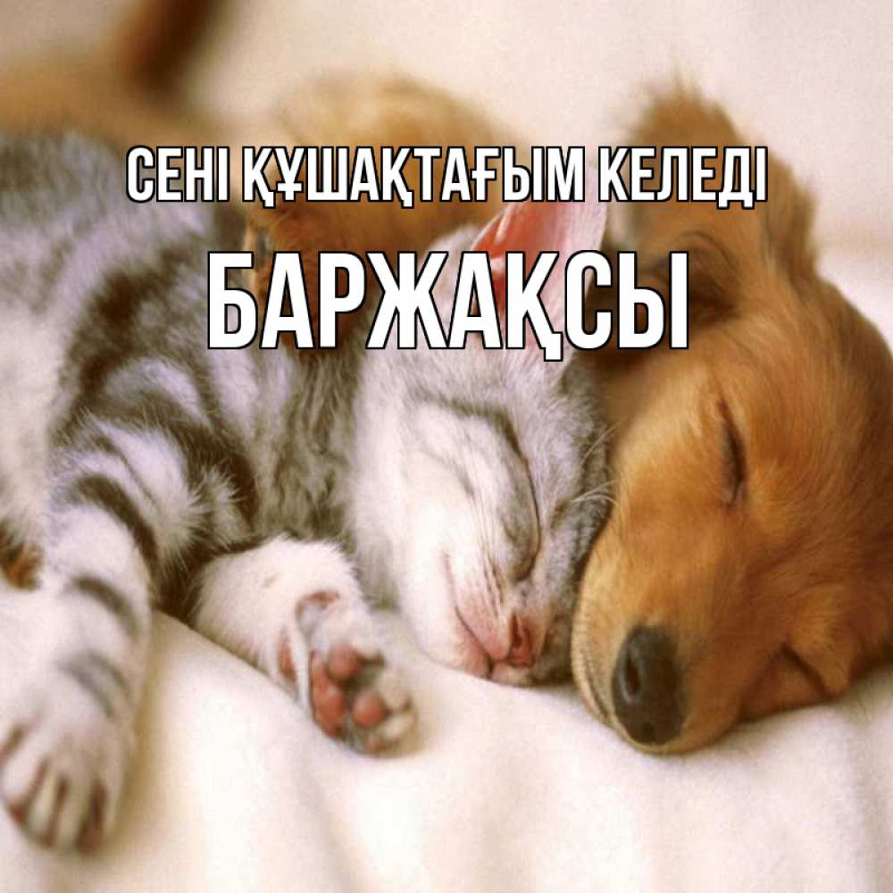 Күн сайын ашық хат с именем, Баржақсы сені құшақтағым келеді пес и котенок Онлайн тегін жүктеп алу тілектері бар керемет карта 