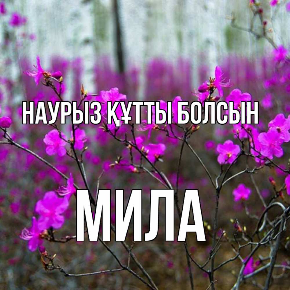 Күн сайын ашық хат с именем, Мила Наурыз құтты болсын дикие цветы Онлайн тегін жүктеп алу тілектері бар керемет карта 