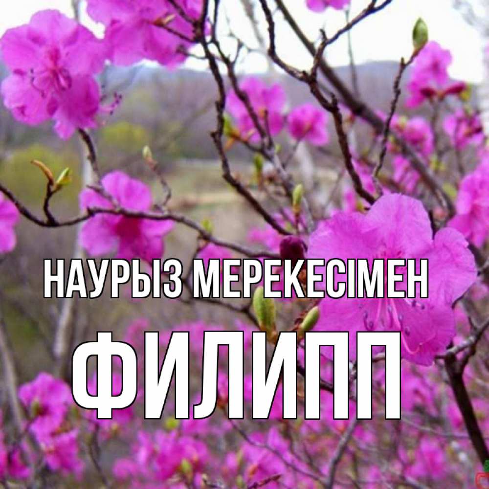 Күн сайын ашық хат с именем, Филипп Наурыз мерекесімен праздник весны наурыз Онлайн тегін жүктеп алу тілектері бар керемет карта 