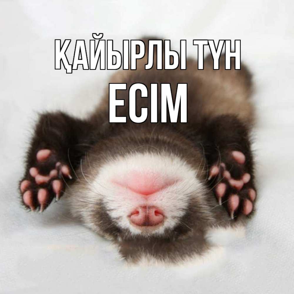 Күн сайын ашық хат с именем, Есім Қайырлы түн зверек Онлайн тегін жүктеп алу тілектері бар керемет карта 