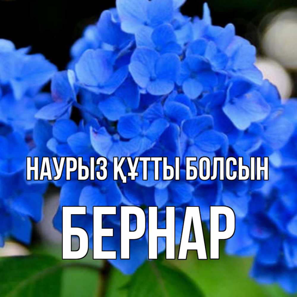 Күн сайын ашық хат с именем, Бернар Наурыз құтты болсын синие цветы Онлайн тегін жүктеп алу тілектері бар керемет карта 