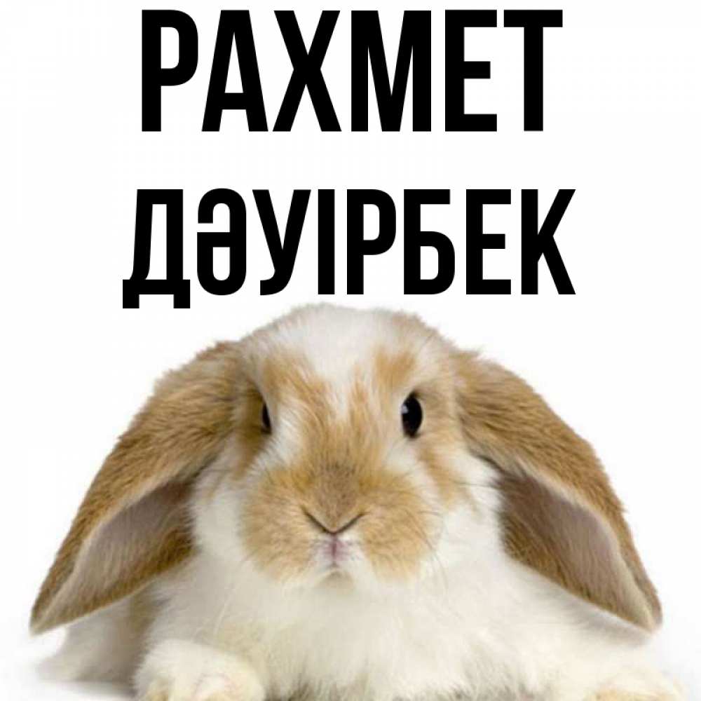 Күн сайын ашық хат с именем, Дәуірбек рахмет коричнево белый заяц Онлайн тегін жүктеп алу тілектері бар керемет карта 