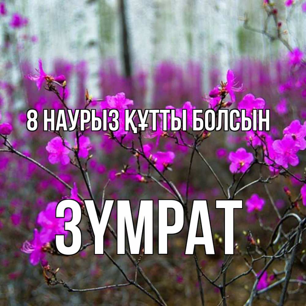 Күн сайын ашық хат с именем, ЗҮМРАТ 8 наурыз құтты болсын дикие цветы Онлайн тегін жүктеп алу тілектері бар керемет карта 