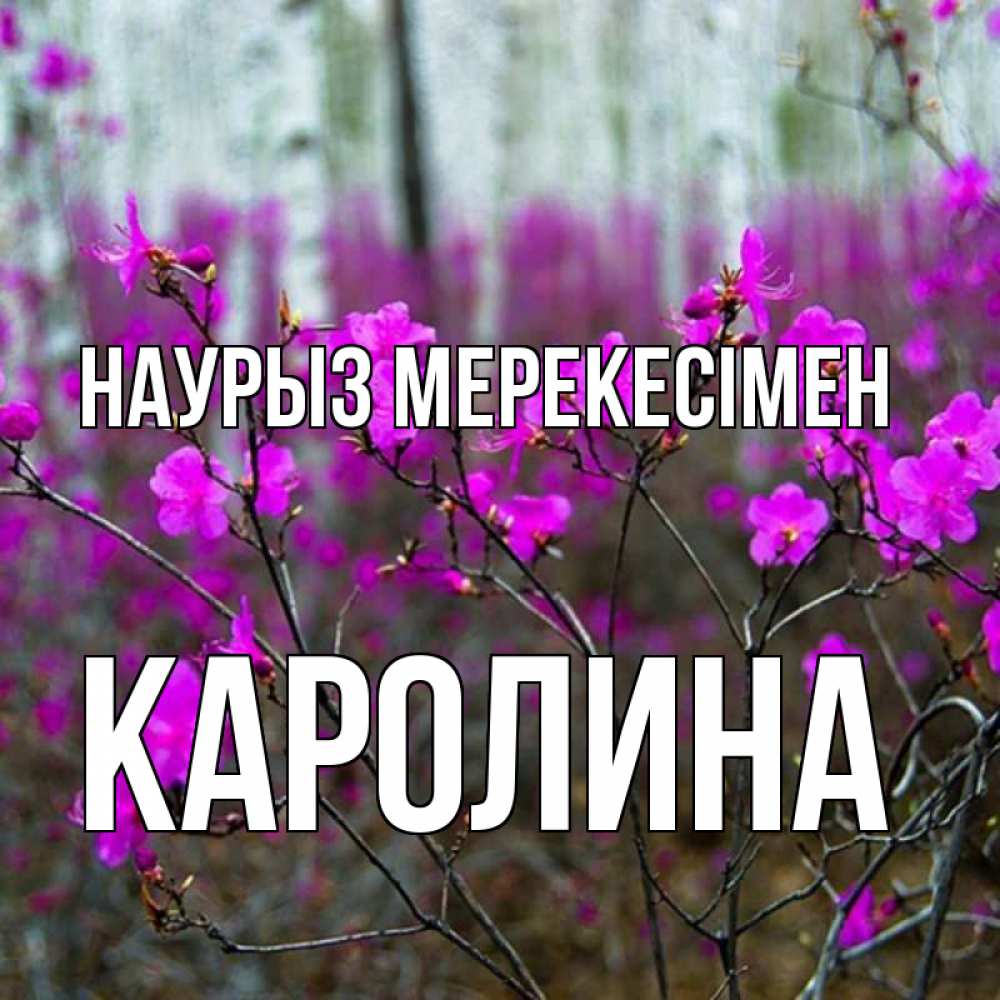 Күн сайын ашық хат с именем, Каролина Наурыз мерекесімен дикие цветы Онлайн тегін жүктеп алу тілектері бар керемет карта 