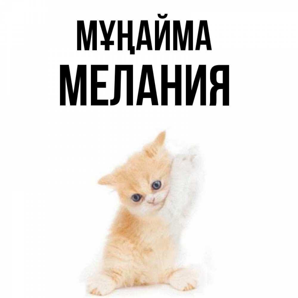 Күн сайын ашық хат с именем, Мелания Мұңайма просящий кот Онлайн тегін жүктеп алу тілектері бар керемет карта 