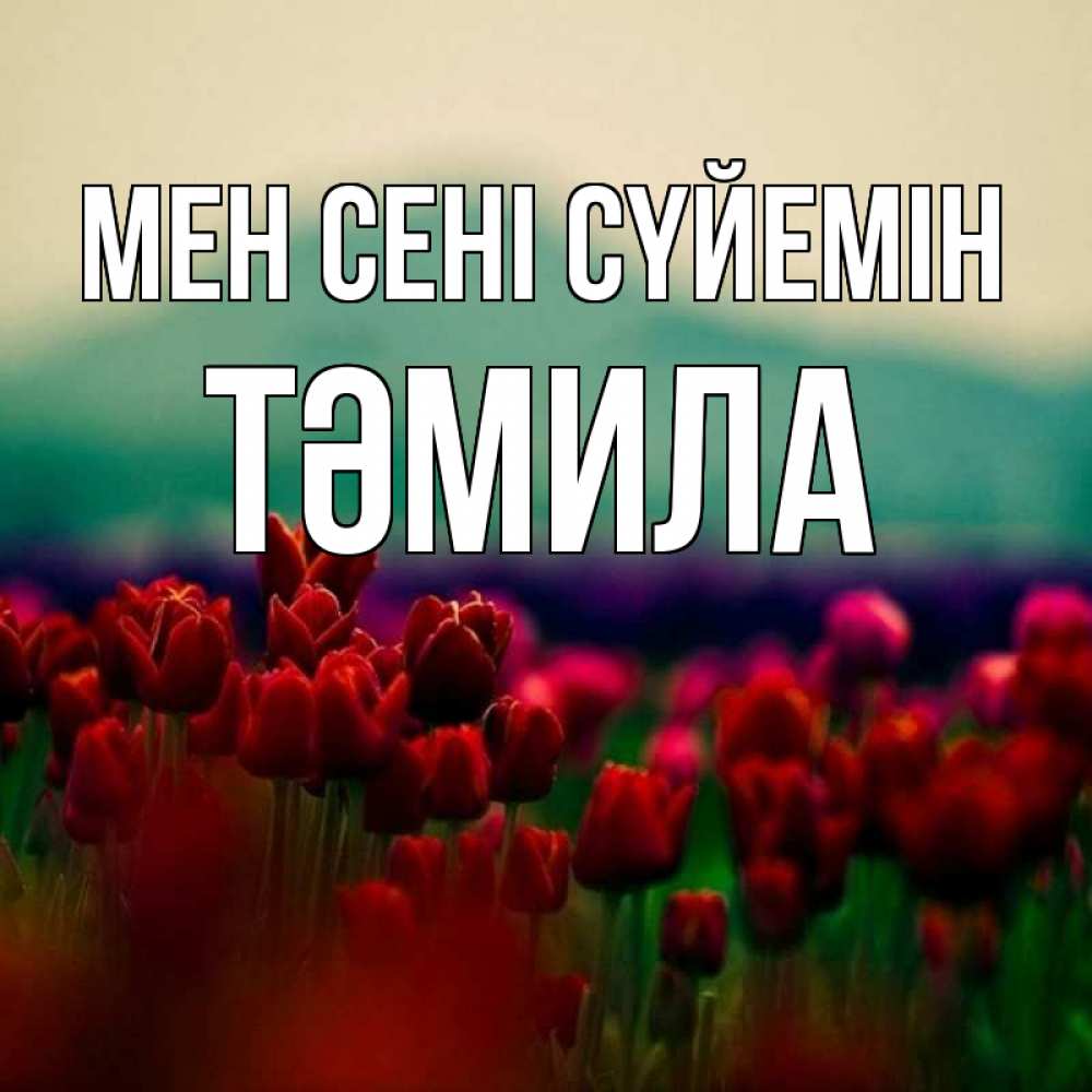 Күн сайын ашық хат с именем, ТӘМИЛА Мен сені сүйемін тюльпаны 4 Онлайн тегін жүктеп алу тілектері бар керемет карта 