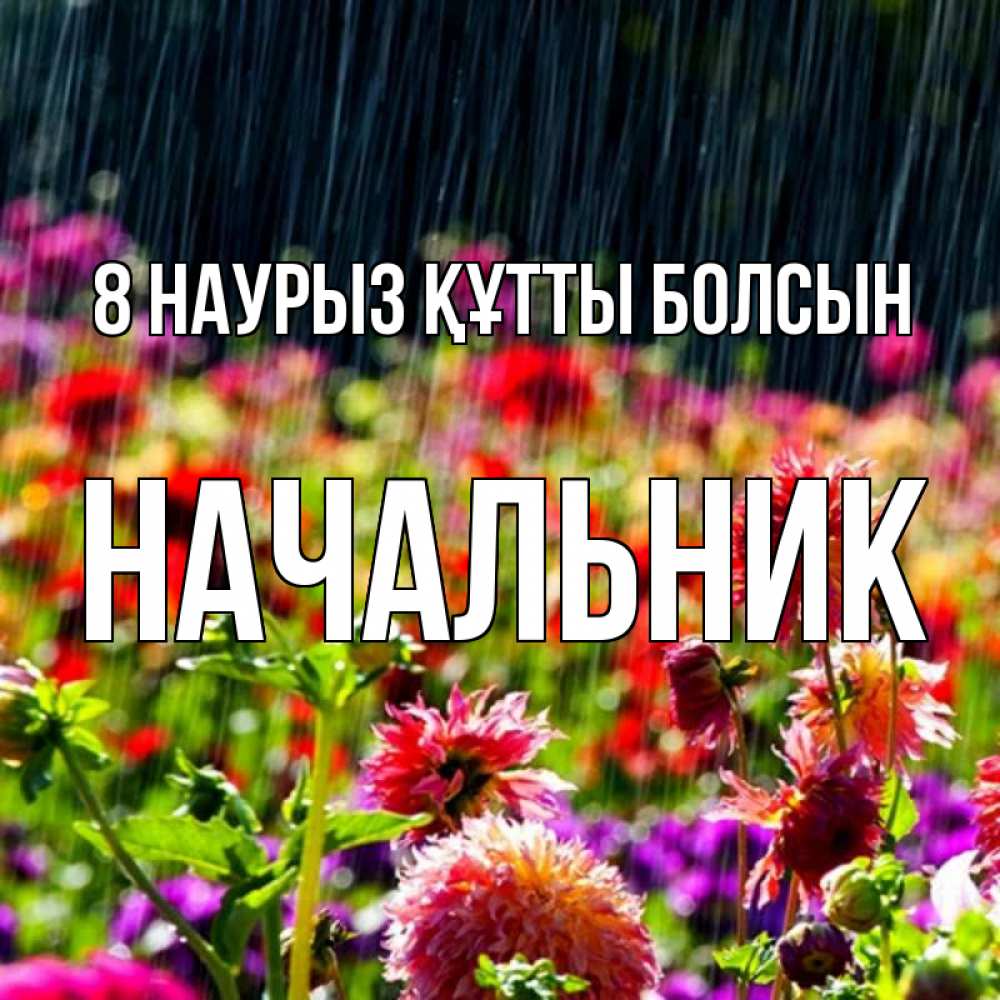 Күн сайын ашық хат с именем, Начальник 8 наурыз құтты болсын цветы под дождиком к международному женскому дню Онлайн тегін жүктеп алу тілектері бар керемет карта 