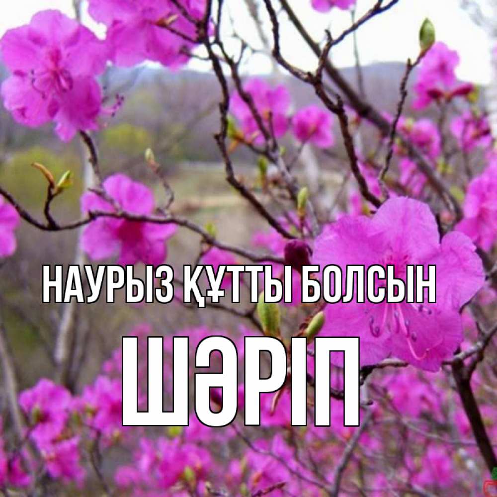 Күн сайын ашық хат с именем, ШӘРІП Наурыз құтты болсын наурыз мейрамы кутты болсын Онлайн тегін жүктеп алу тілектері бар керемет карта 