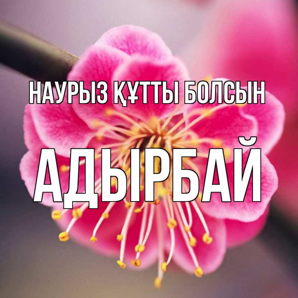 Күн сайын ашық хат с именем, Адырбай Наурыз құтты болсын цветы Онлайн тегін жүктеп алу тілектері бар керемет карта 