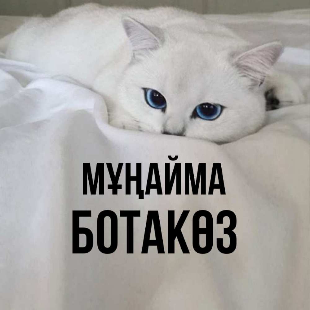 Күн сайын ашық хат с именем, БОТАКӨЗ Мұңайма Голубоглазая кошка Онлайн тегін жүктеп алу тілектері бар керемет карта 