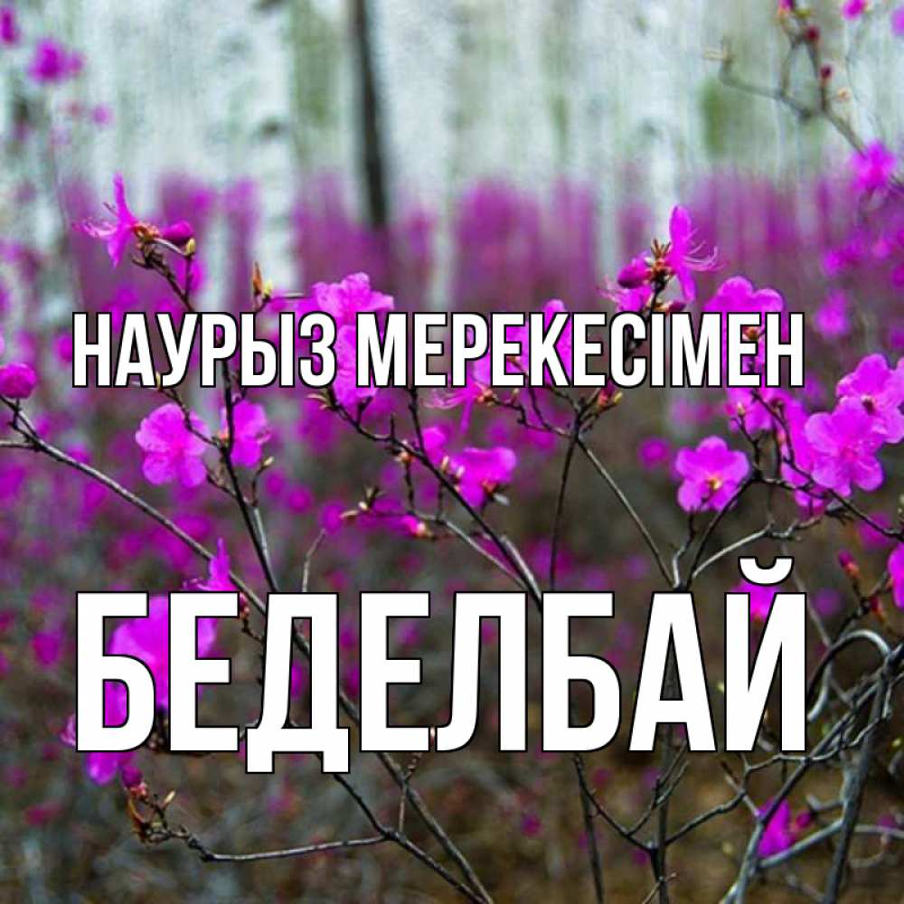 Күн сайын ашық хат с именем, Беделбай Наурыз мерекесімен дикие цветы Онлайн тегін жүктеп алу тілектері бар керемет карта 