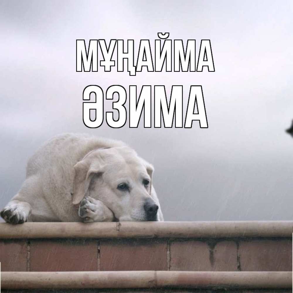Күн сайын ашық хат с именем, ӘЗИМА Мұңайма белый пес 1 Онлайн тегін жүктеп алу тілектері бар керемет карта 