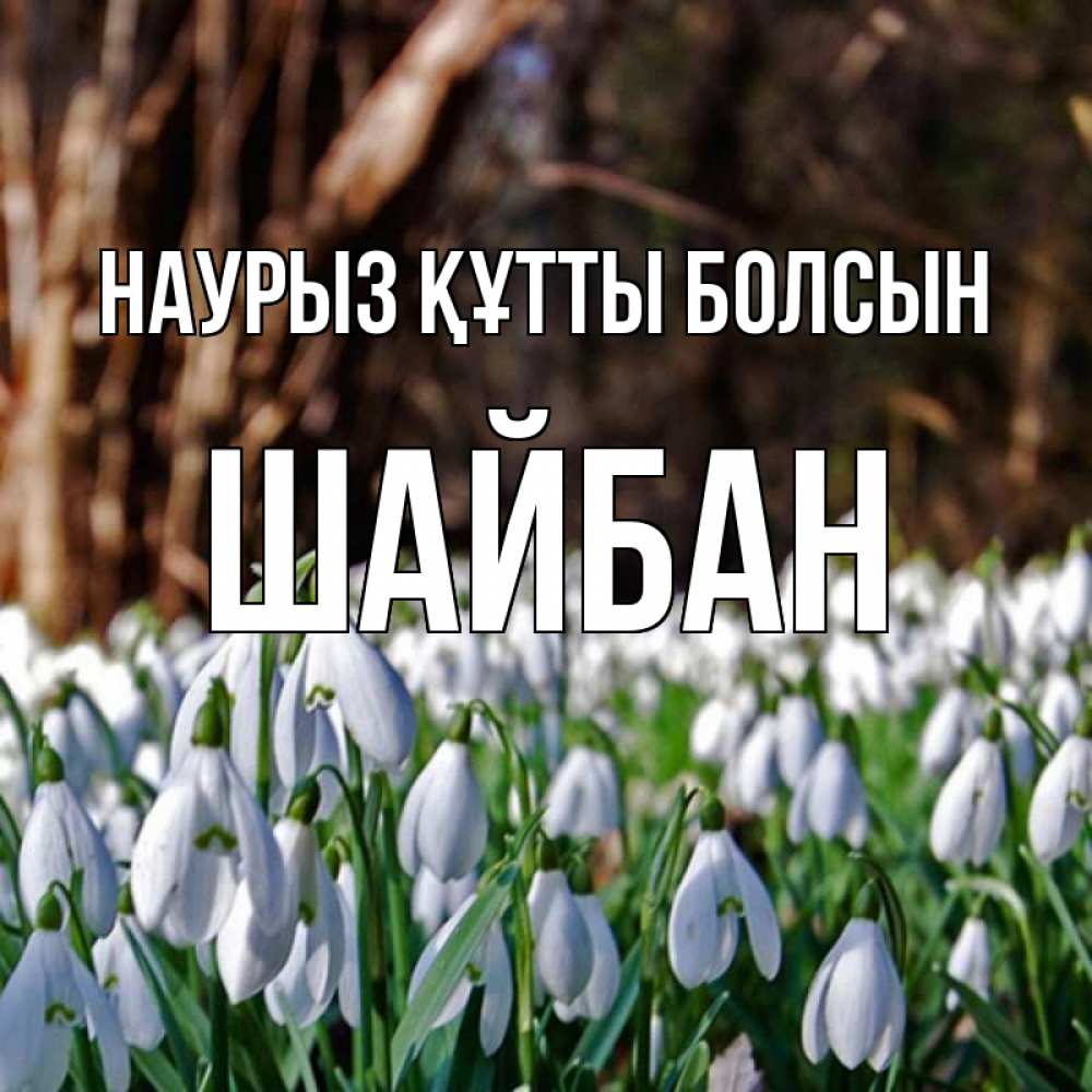 Күн сайын ашық хат с именем, ШАЙБАН Наурыз құтты болсын с подснежниками 1 Онлайн тегін жүктеп алу тілектері бар керемет карта 
