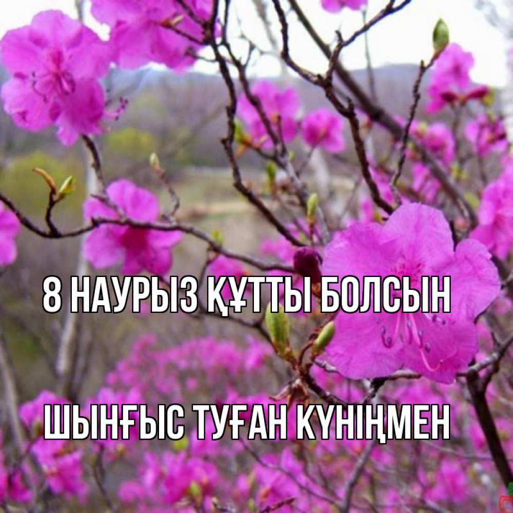 Картинка 8 наурыз құтты болсын, ШЫНҒЫС! ТУҒАН КҮНІҢМЕН!