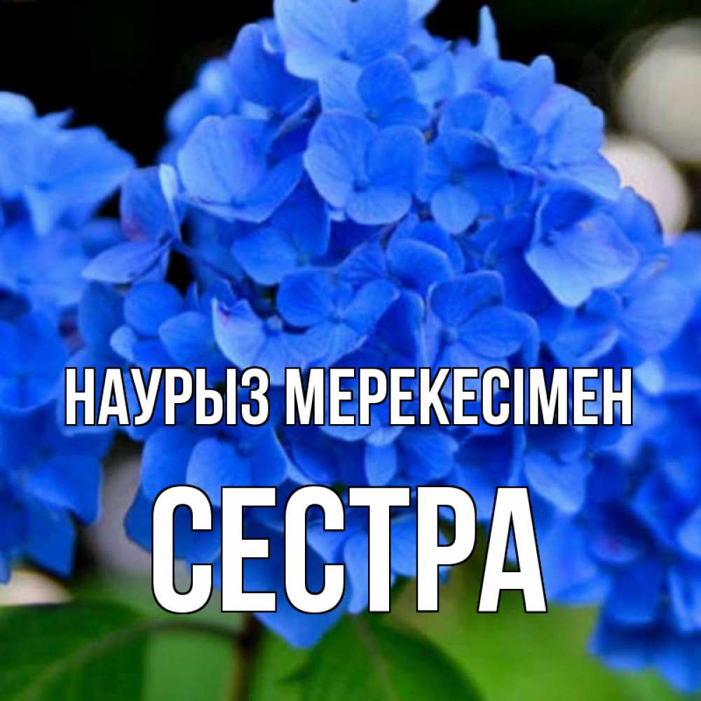 Күн сайын ашық хат с именем, Сестра Наурыз мерекесімен синие цветы Онлайн тегін жүктеп алу тілектері бар керемет карта 