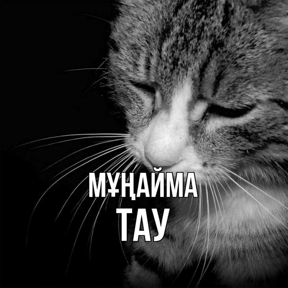 Күн сайын ашық хат с именем, ТАУ Мұңайма грустный котик Онлайн тегін жүктеп алу тілектері бар керемет карта 