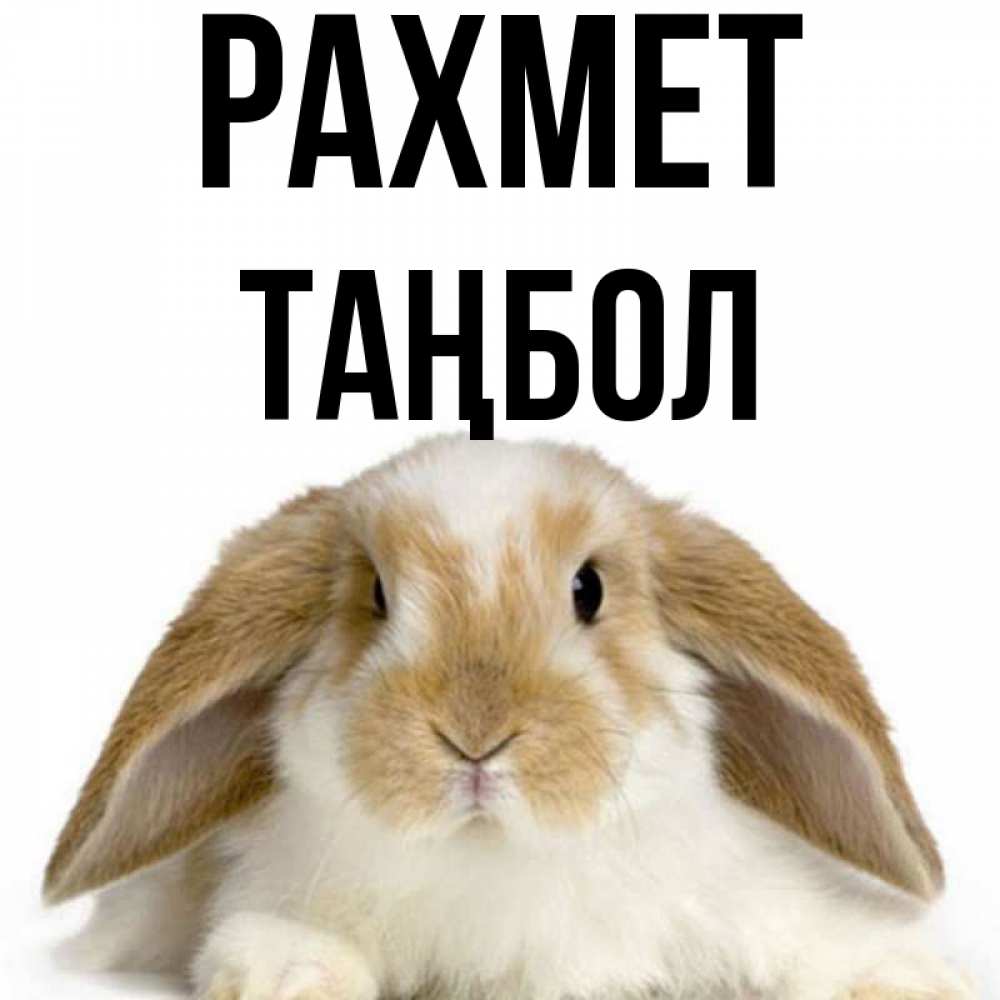 Күн сайын ашық хат с именем, ТАҢБОЛ рахмет коричнево белый заяц Онлайн тегін жүктеп алу тілектері бар керемет карта 