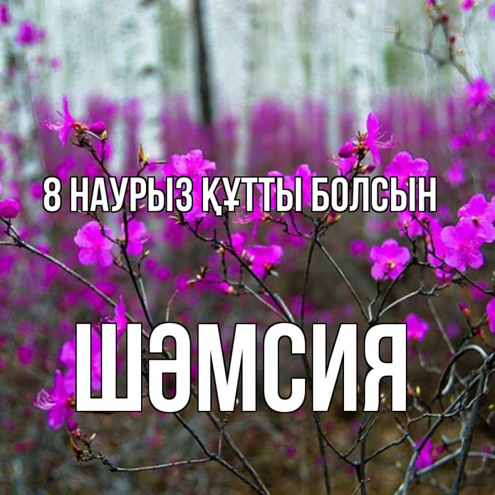 Күн сайын ашық хат с именем, ШӘМСИЯ 8 наурыз құтты болсын дикие цветы Онлайн тегін жүктеп алу тілектері бар керемет карта 
