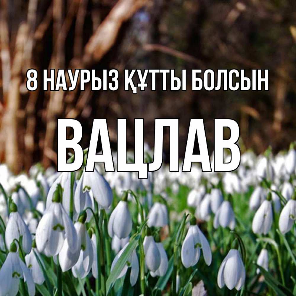 Күн сайын ашық хат с именем, Вацлав 8 наурыз құтты болсын с подснежниками 1 Онлайн тегін жүктеп алу тілектері бар керемет карта 