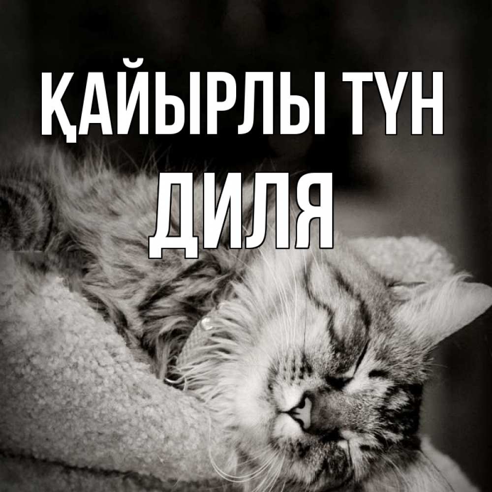 Күн сайын ашық хат с именем, Диля Қайырлы түн котярик пушистый Онлайн тегін жүктеп алу тілектері бар керемет карта 
