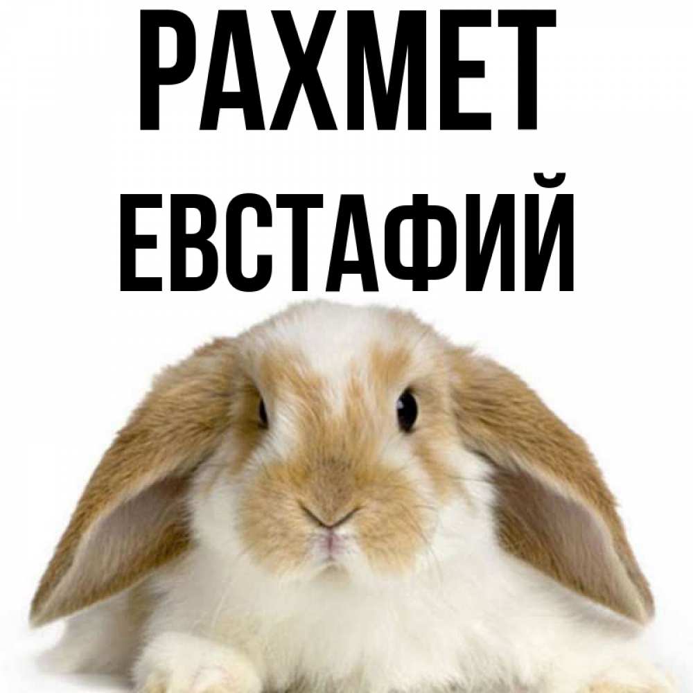 Күн сайын ашық хат с именем, Евстафий рахмет коричнево белый заяц Онлайн тегін жүктеп алу тілектері бар керемет карта 