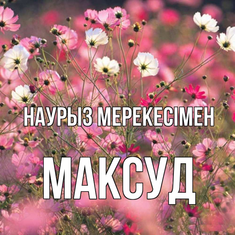 Күн сайын ашық хат с именем, Максуд Наурыз мерекесімен красиво 1 Онлайн тегін жүктеп алу тілектері бар керемет карта 